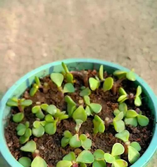 多肉叶插快速成长的秘诀（揭秘多肉叶插的成长技巧，让你的植物茁壮成长）