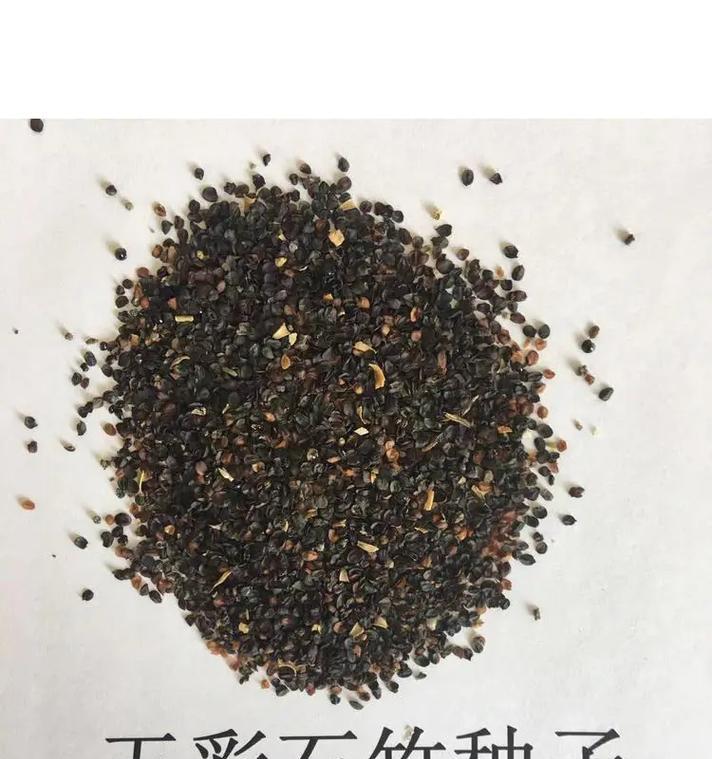 种植武竹的全程指南（从武竹种子到翠绿竹林，一步步教您如何种植武竹）