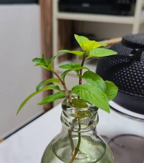 如何培养薄荷成盆爆？（薄荷爆盆的技巧与秘诀）