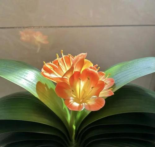 虎皮兰叶子浇了白醋怎么办？（如何有效处理虎皮兰叶子被白醋破坏的问题）