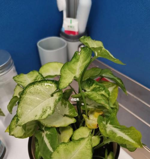 水培合果芋虫害防治技巧（掌握关键技巧，享受健康的水培合果芋）