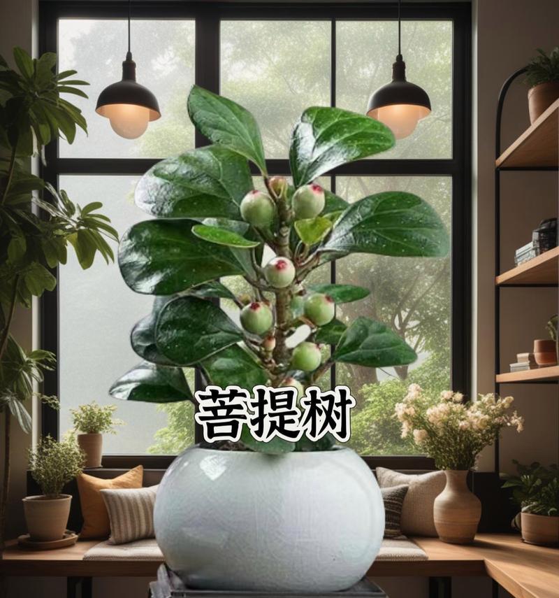 菩提树的养护与繁衍（打造优美的菩提树庭院，从养护开始）