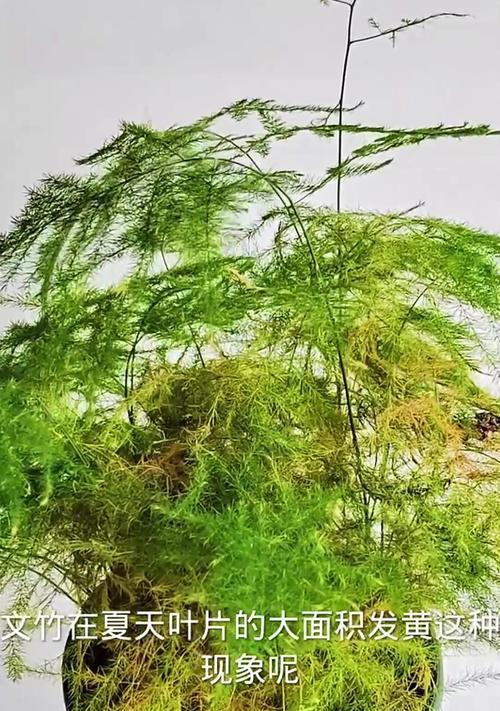 文竹发黄了怎么办？挽救文竹的小窍门（文竹养护技巧，如何使文竹重新变绿？）