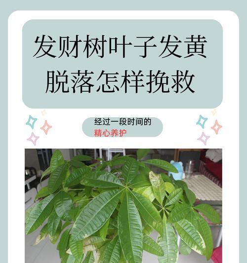 发财树为何会出现严重掉叶现象？（探究发财树叶子大规模掉落的原因及应对方法）