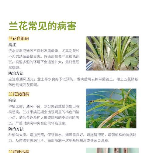 兰花病虫害的防治技术措施（保障兰花生长，从病虫害防治开始）