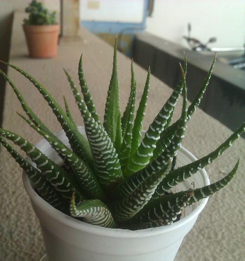 如何有效抢救已经烂根的植物？（探索救治十二条纹烂根的方法与技巧）