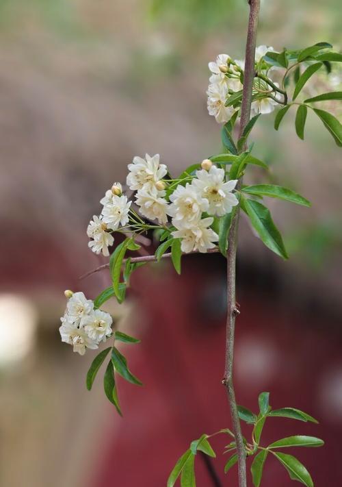 如何培养木香的开花能力？（解析木香的生长习性与关键养护方法）