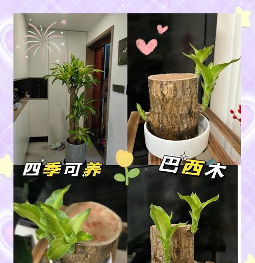 盆景夏季养护之道（打造炎炎夏日的盆景世界）